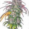 THUNDERFUCK AUTO