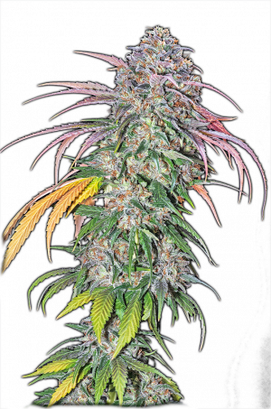 THUNDERFUCK AUTO